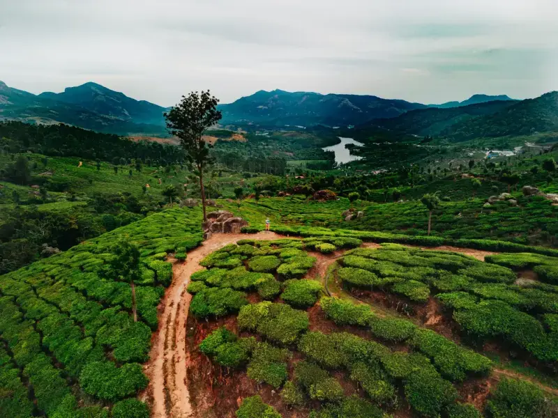 Kerala: Hills, Backwaters & Beaches