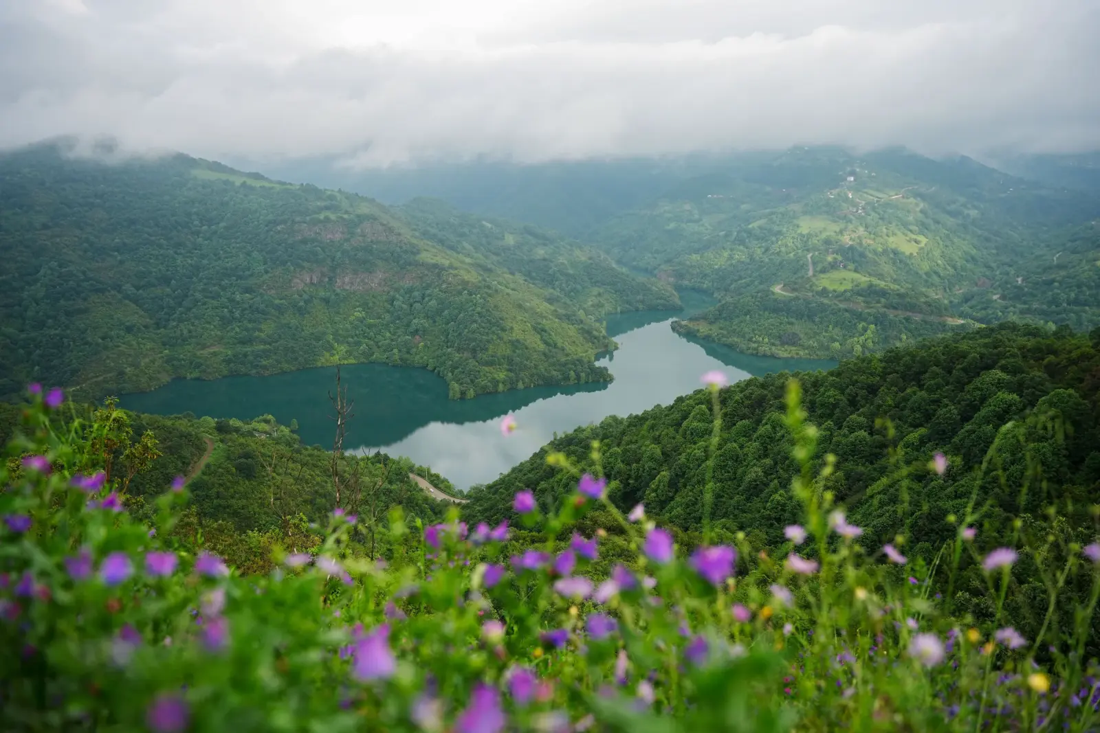 Green valleys and wildflowers of the Khasi Hills