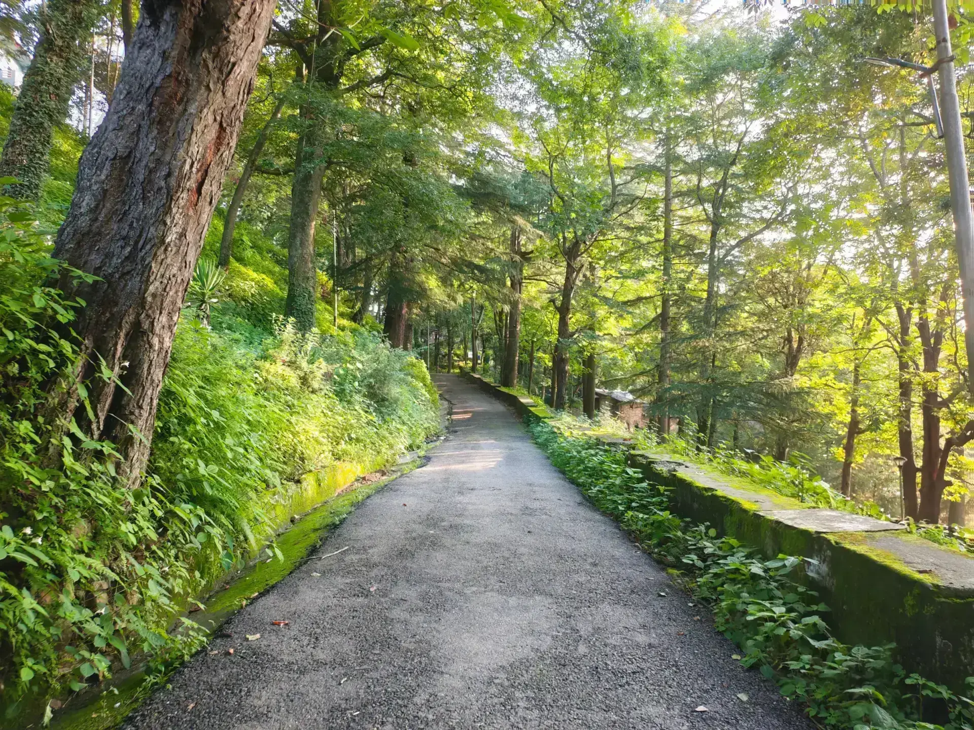 Forest Road to Mussoorie
