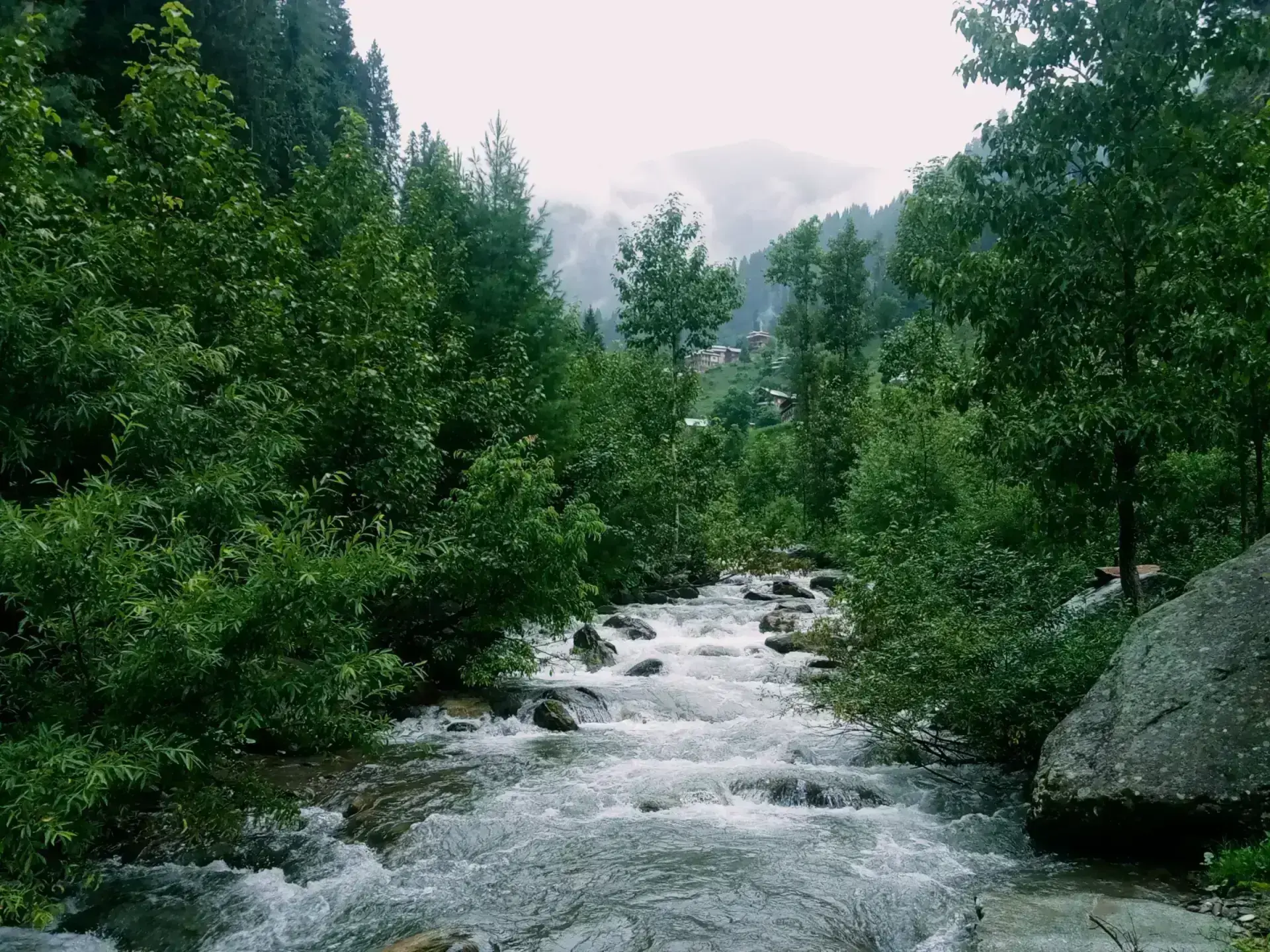 Scenic Kashmir Pine Forest